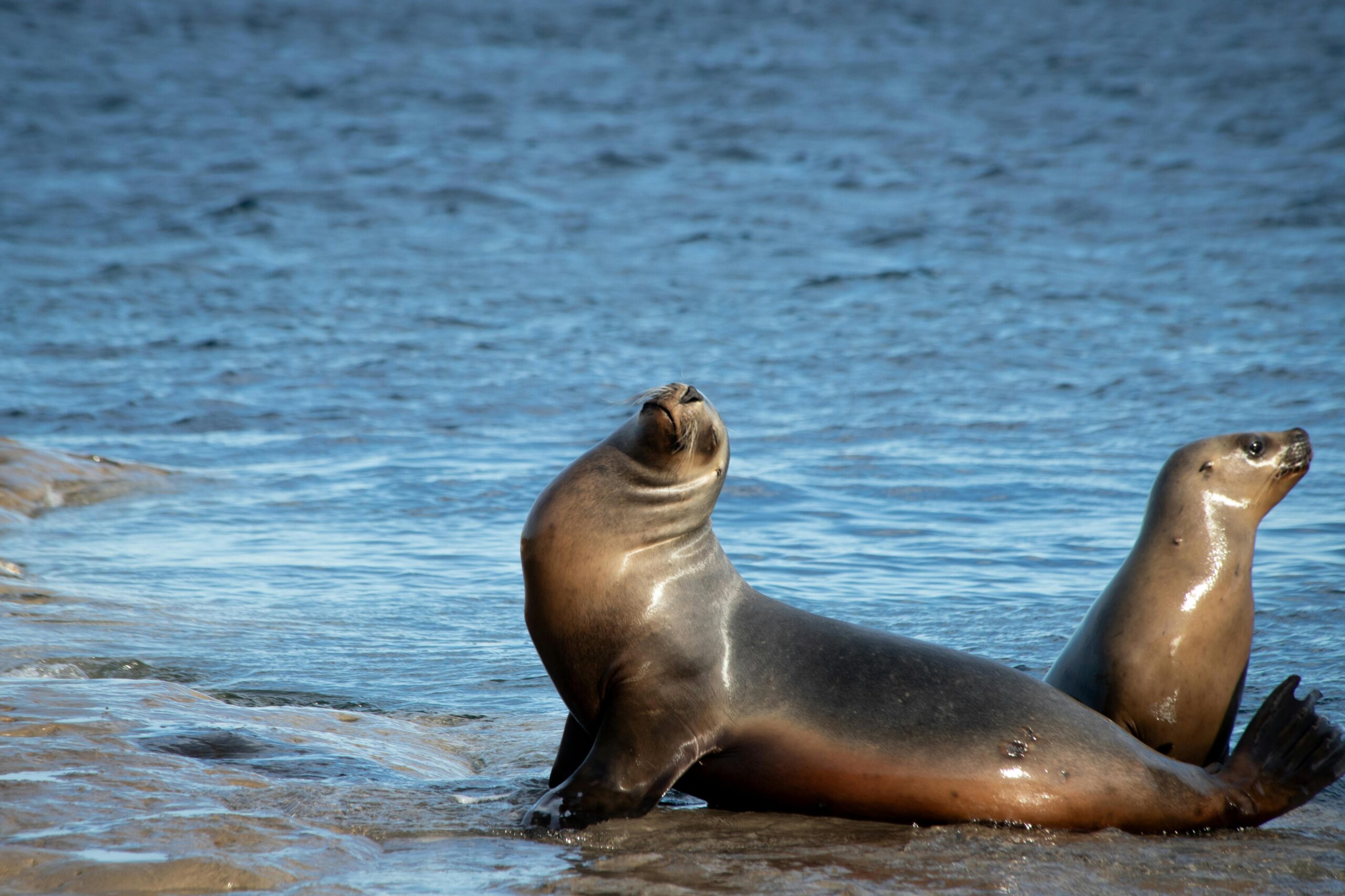 Two sea lions basking on a rocky shore with ocean backdrop in Patagonia.